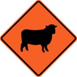 Temporary Hazard - Sheep