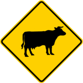 Cattle